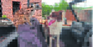 Hond en meerkat is dik pêlle