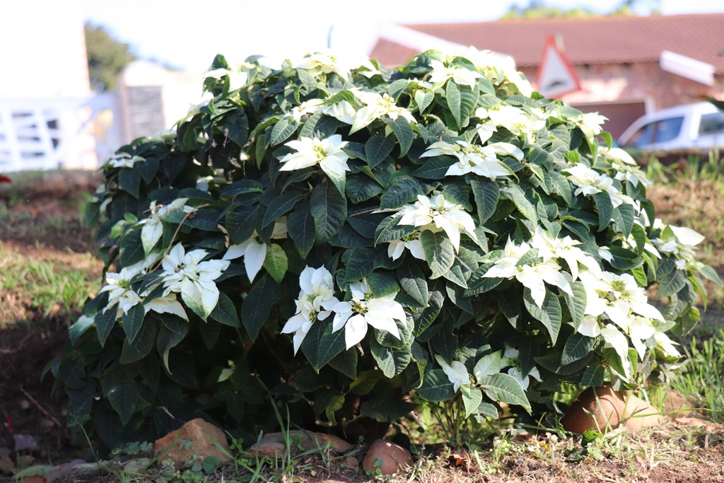 Met ’n oorvloed poinsettias is Soutie Strydom (81)