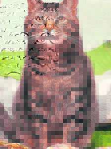 Happy ending as two cats adopted at local sanctuary