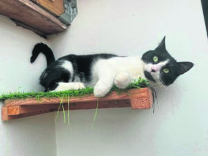 WATCH | Sweet Oreo seeks ‘purr-fect’ home to call her own