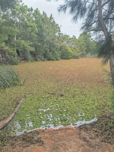 Humble beetle to ‘rescue’ local dam