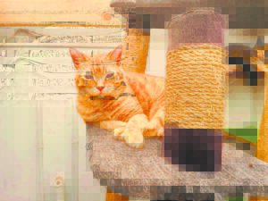 Four cats in need of loving home