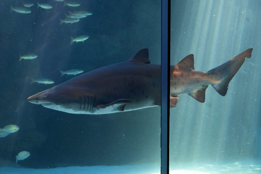 Gen, a female ragged tooth shark, swimming in the Save Our Seas Foundation Shark Exhibit at the Two Oceans Aquarium that she shared with four sharks of her species.