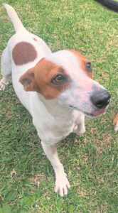 Pawsome puppies await their furever homes