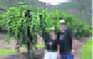 Eksotiese ‘drakie’ ‘n liplekker lekkerny