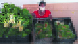 Sustainable garden provides food for families