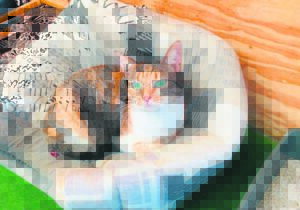 Dogs, cats longing for forever home