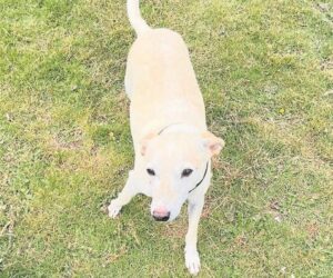 Local animal sanctuary seeks homes for dogs ahead of Christmas