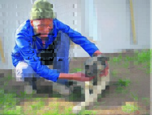 More than 30 dogs poisoned