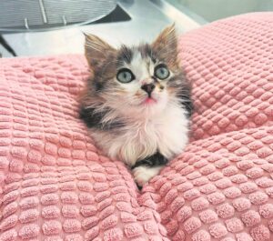 Beautiful cats in need of new homes