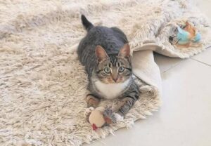 Cats from local animal sanctuary looking for place to call home