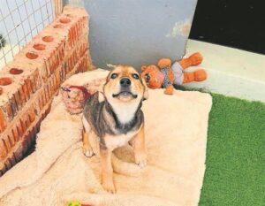 Sanctuary’s animals seek new homes this year