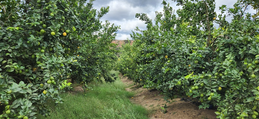 Die ongeveer 20ha suurlemoene in Swartlande, Hanke