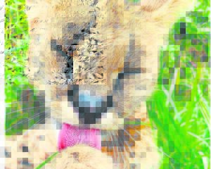 Visit wildlife sanctuary