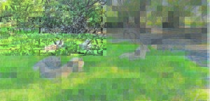 Gaan kyk Tsitsikamma se wolwe in die oë