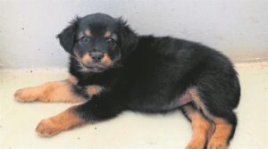 Lovely dogs looking for new homes