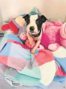 Beautiful dogs, cats up for adoption