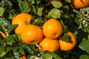 Dis weer tyd vir heerlike Nartjiefees