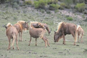 ’n Verhaal van ’n goue wildebees en oranje ‘Pampoentjie’