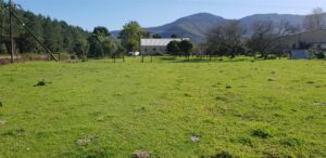 SPONSORED | Tsitsikamma smallholding with countryside charm on auction