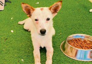 Cute little puppies seek new family