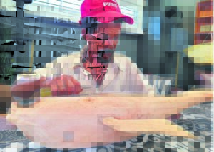 Walvis-droom gee Freddie vlerke