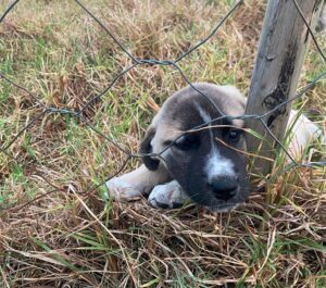 Police seek assistance in tracing stolen puppies, sheep in Humansdorp