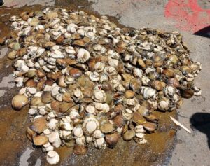 Nine suspects arrested after R240 000 worth of abalone seized in Jeffreys Bay