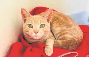 Local sanctuary looking for forever homes for cats, dogs