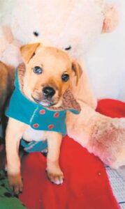 Find your own furry friend: Puppies eagerly await adoption