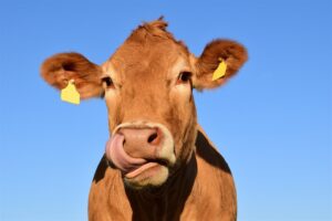 Farmers concerned as ‘no end in sight’ to FMD