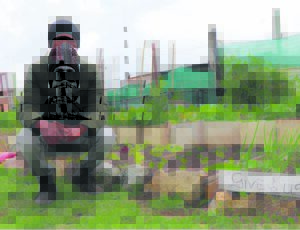 Resident turns dusty patch into vegetable garden