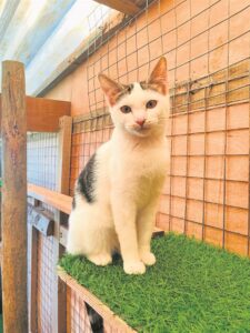 Cats looking for fur-ever home