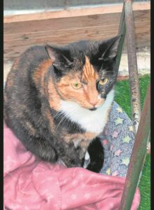 Cats seek warm home ahead of winter