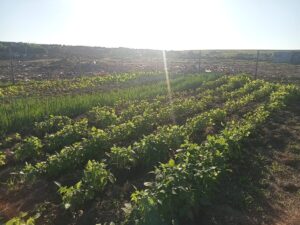 Organisation seeks expansion
to feed more people