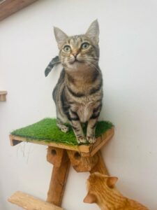 Young cats seeking forever homes