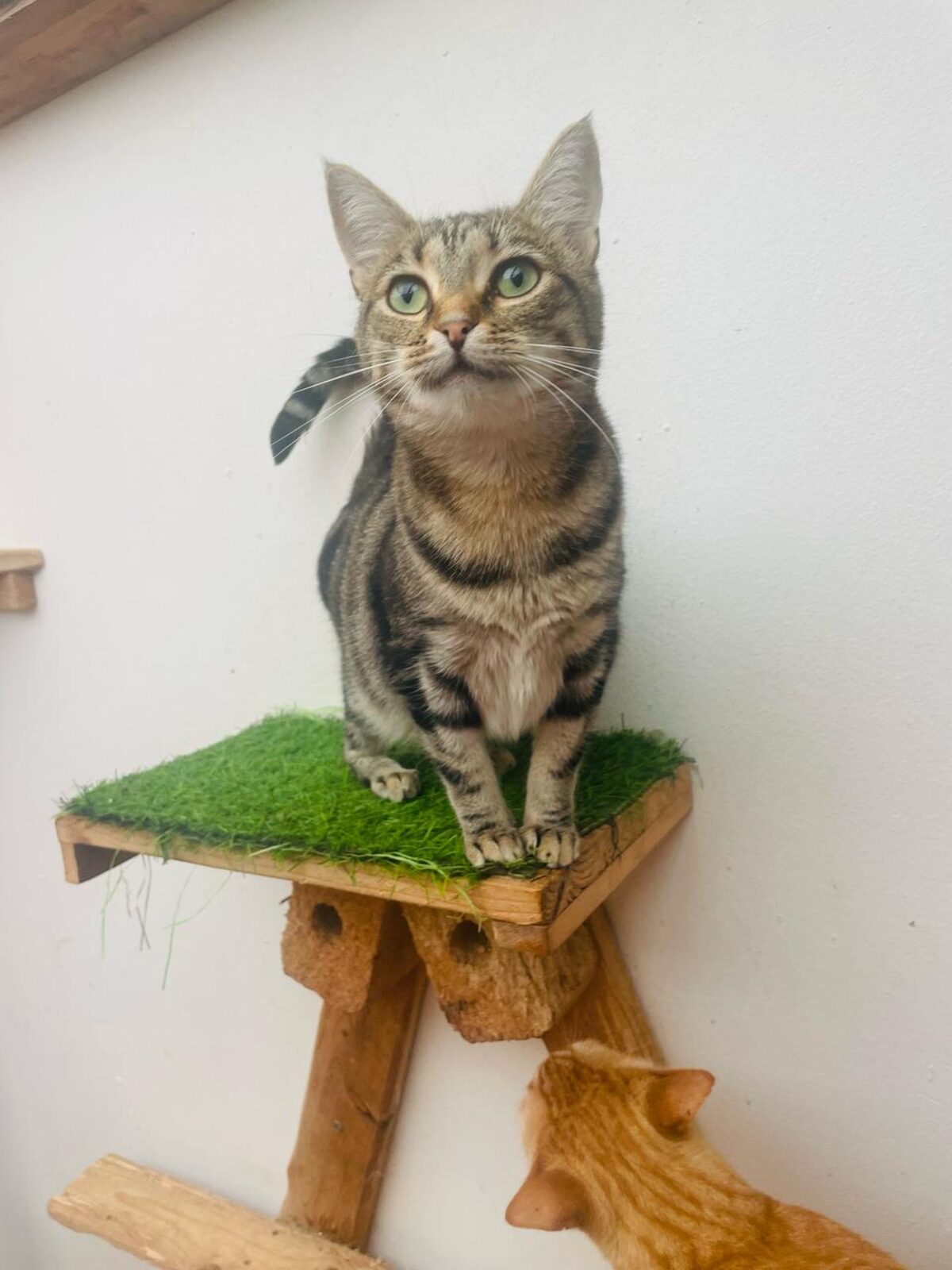 Young cats seeking forever homes