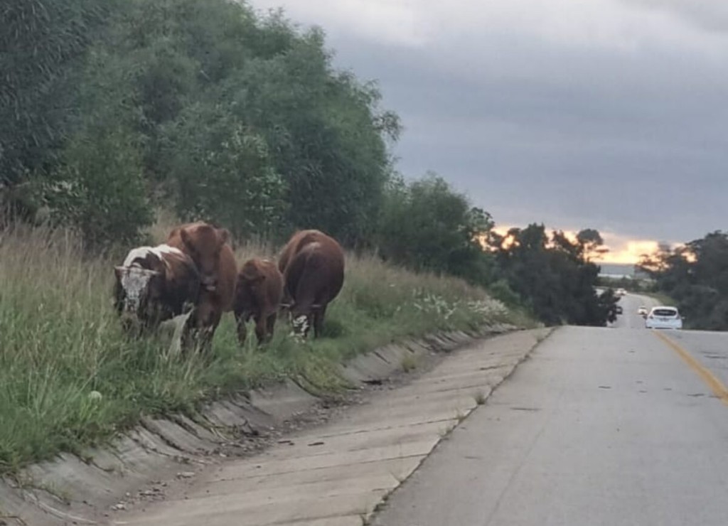 Cattle grazing on grass along the freeway.