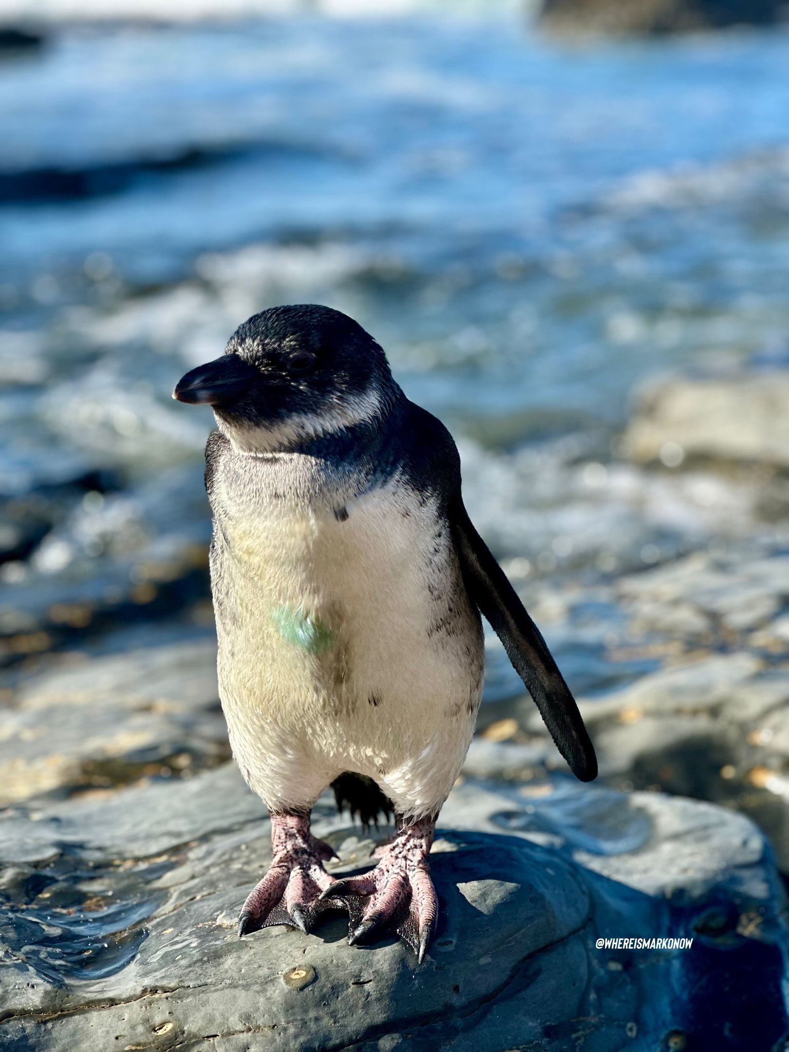 An African penguin.
