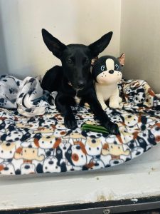 Adorable furballs await forever homes