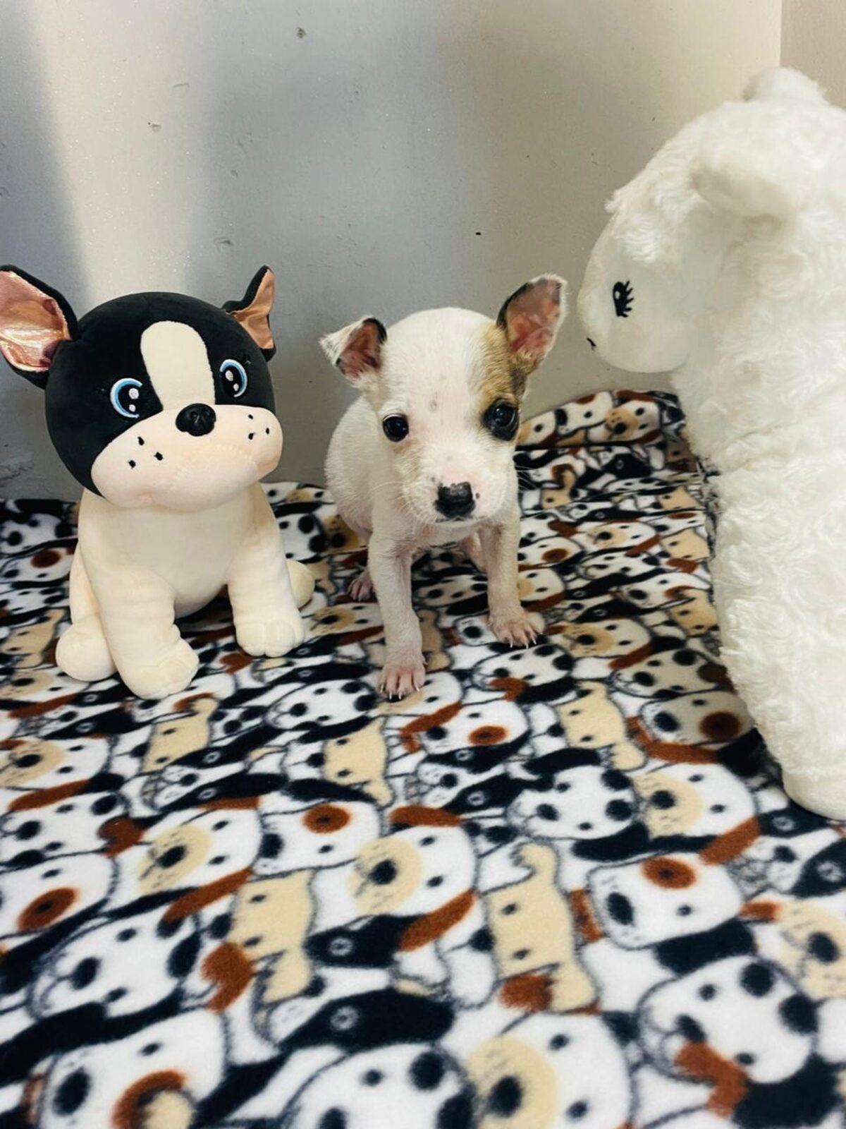 A white a brown puppy with fluffy toys surrounding it.