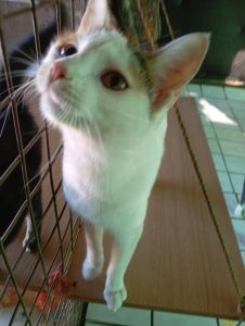 Animals available for adoption