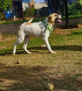 Tails wag for new families at SPCA Assisi Humansdorp