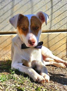 Rescue dogs hope for forever families