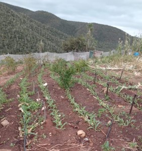 Patensie woman transforms dumping ground into food garden