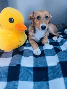 JBay Sanctuary seeks homes for four dogs