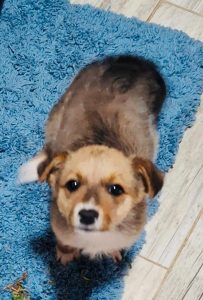 Adorable dogs seek forever homes