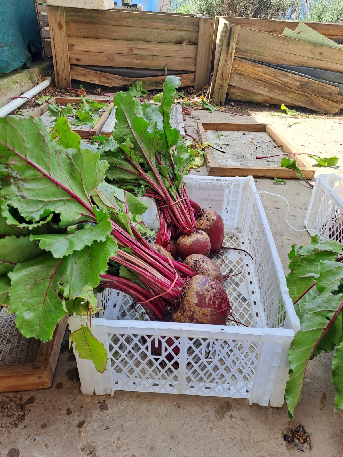 Fresh beetroot.