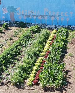 Joshua Project’s community garden seeks revival after funding setback