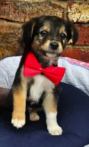 Six tails wagging for new families